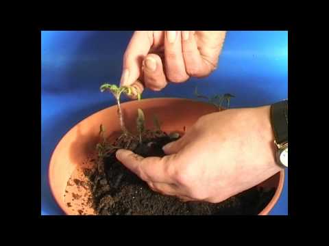 how to transplant tomato seedlings into pots