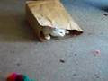 The Cats in the Bag