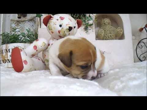 YouTube Preview Image