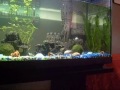 IL MIO ACQUARIO IL MIO ACQUARIO