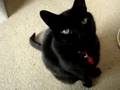 cat-does-massive-far