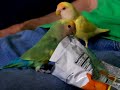 lovebird-chip-bag-.html