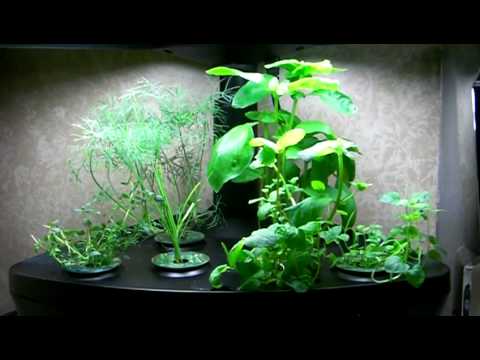 how to harvest dill aerogarden