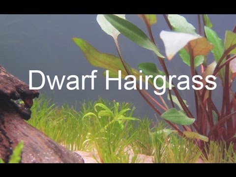 how to plant dwarf hairgrass