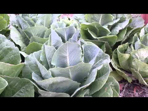 how to harvest red leaf lettuce