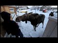 Moose, calf at home in Shady Nook