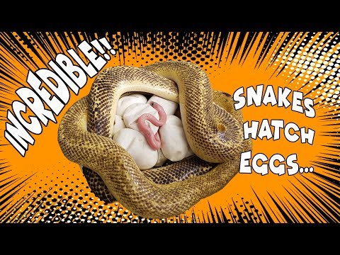 YouTube reptile video