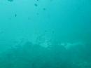 Phi Phi Underwater