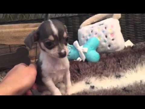 Precious little chihuahua