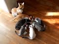 fuchagis family vol 89