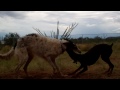 Doberman vs. Wolfhound