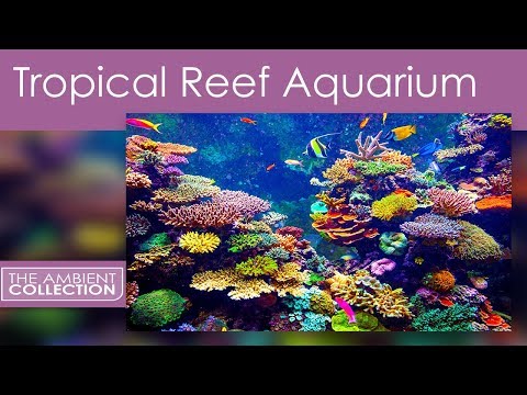 Aquarium DVD - Tropical Reef Aquarium - Filmed In HD - with Natural Sound and Relaxing Music