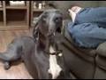 Talking Dog Great Dane Dog Saying - I LOVE YOU