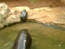 zoo de Fuengirola hipopótamo pigmeo zoo de Fuengirola hipopótamo pigmeo