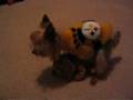 Go Steelers