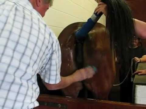 Breeding - This video covers the routine process of Thoroughbreds breeding. (This is the edited version of previously posted video by the person who recorded this, whic...