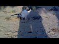 shiting cat119
