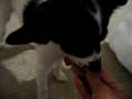 Dog Train Tasha the papillon- Go Fetch session1