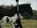 Gypsy Horses of Lazy River Gypsies Gypsy Horses of Lazy River Gypsies