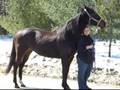 Willow TB Mare
