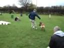 videos de Super Dog Defender Frustrat Torres Skill