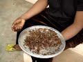 Night of the Termites