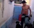 Pit - Bull - Taygra