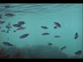 南伊豆 中木 ヒリゾ浜 2005080910e
