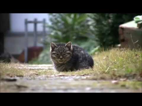 Victor Tbiedguhyvm CATS