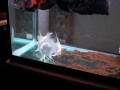 オスカーの食事