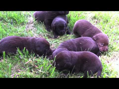 Chocolate Labrador puppies for sale by LABPUPS.COM