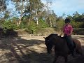 For Sale: Harvest Fortune Teller, 16.1/2 warmblood gelding video 2