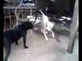 videos de briga de pit bull