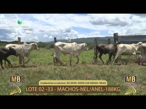 535� LEIL�O VIRTUAL MB LEIL�ES