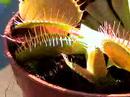 venus flytraps eating bugs