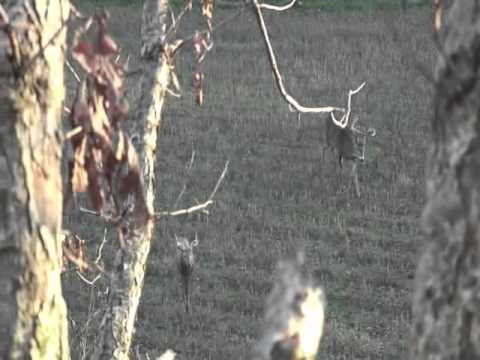 how to properly tag a deer in illinois