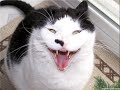 Evil cats Evil cats