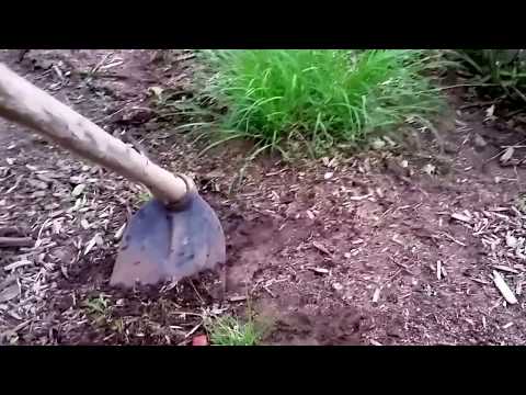 How to Kill Tons of Tiny Weeds with a Garden Hoe