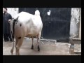 Lalkurti Bakra Eid