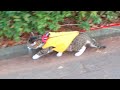 野良猫と出会い家族になりました。