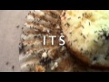 EAT THE MUFFIN!