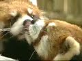 Kissing Pandas