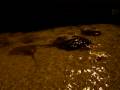 videos de Malediven Sting-Ray feeding