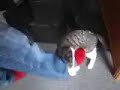 Stewie vs ulysse Stewie vs ulysse