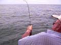 Pekan Sailfish Fishing with Joshua Tan at www.pelagicanglers.com