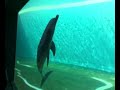 i delfini 5 ott 08.mp4 i delfini 5 ott 08.mp4