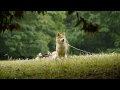 僕はそらまめ Lumix GH1 まめしばムービー　　I am Soramame , Shiba-dog movie