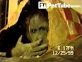 ORANGUTANG PICKS NOSE