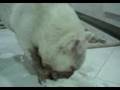 Rayka - Bulldog queridinha da vovo