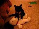 Talulah Gosh and Snoopy Talulah Gosh and Snoopy